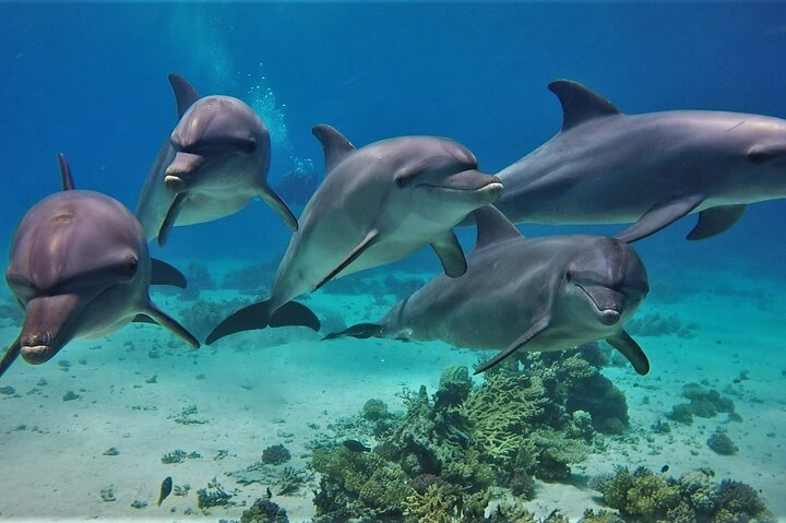 Sataya dolphins